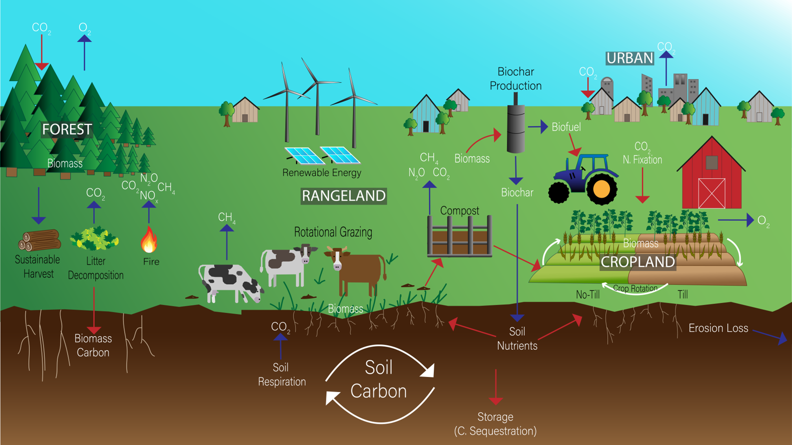 Color illustration of the carbon cycle